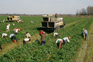 migrant workers